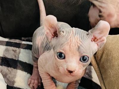 Tortie Girl Tica Registered Purebred - Sphynx - Gallery Photo #1