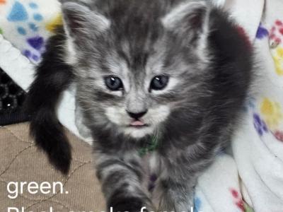 Female Green - Maine Coon - Gallery Photo #1