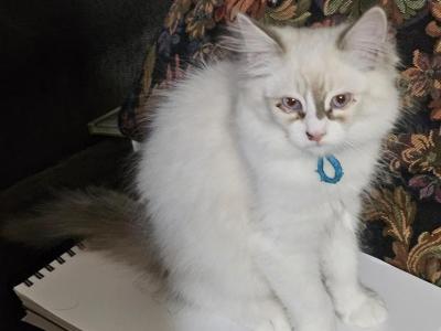 Blue Male - Ragdoll - Gallery Photo #1