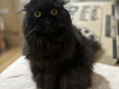 Bagheera - Scottish Fold - Gallery Photo #1