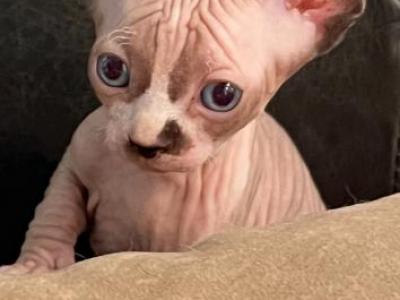 Tica Registered Girl Purebred Sphynx - Sphynx - Gallery Photo #1