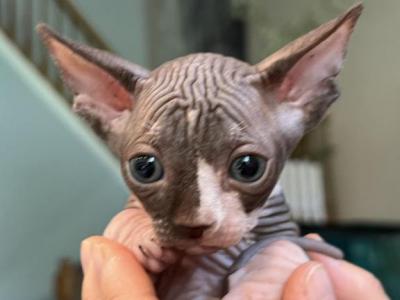 Purebred Sphynx Tica Kitenns Ready 4 Forver Home - Sphynx - Gallery Photo #1