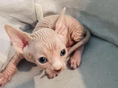 Cinnamon Boy Tica Registered Purebred Spnx Kitten - Sphynx - Gallery Photo #1