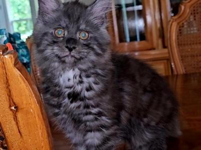 Litter L Black Smoke - Maine Coon - Gallery Photo #1