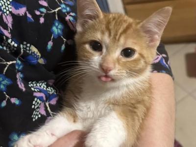 Multiple Orange Kittens For Sale - Siberian - Gallery Photo #1