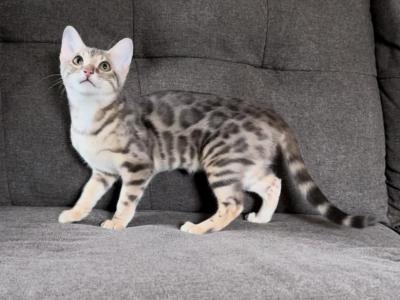 Lacy - Bengal - Gallery Photo #1