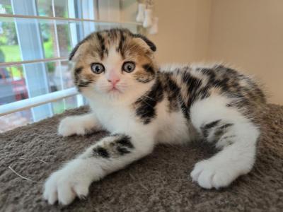 Max - Scottish Fold - Gallery Photo #1