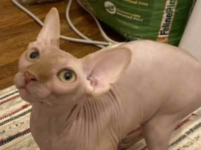 Cayman - Sphynx - Gallery Photo #1