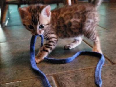 Purebred Bengal Kitten - Bengal - Gallery Photo #1