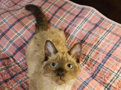 Selkirk Rex Mix Dark Colorpoint - Colorpoint Shorthair - Gallery Photo #1