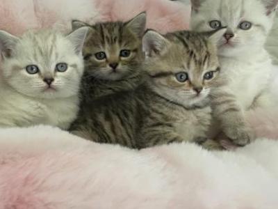 Portlands Kittens - Scottish Fold - Gallery Photo #1