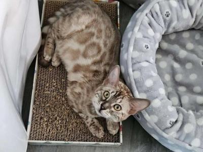 Snow Mink Bengal Price Drop - Bengal - Gallery Photo #1