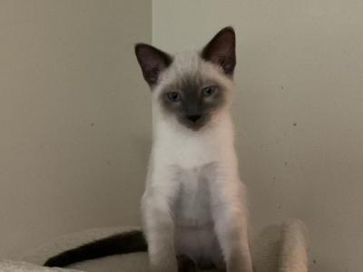 Male Siamese Kittens Available NOW - Siamese - Gallery Photo #1