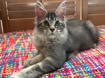 Mainecoon Female Dolly - Maine Coon - Gallery Photo #1