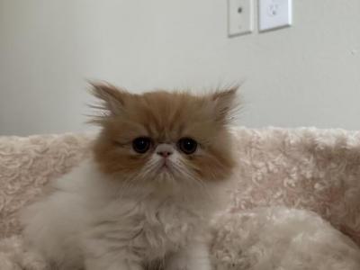 Persian Kitties Purebred - Persian - Gallery Photo #1