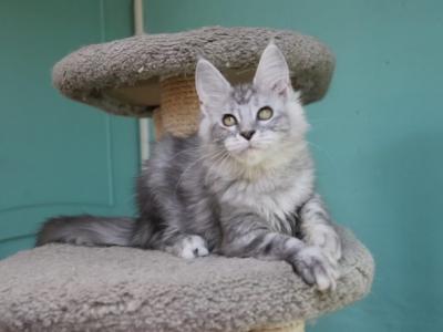 Infanta - Maine Coon - Gallery Photo #1