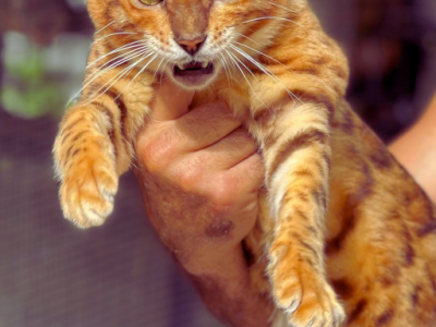 Bengal Kitten Litter - Bengal - Gallery Photo #1