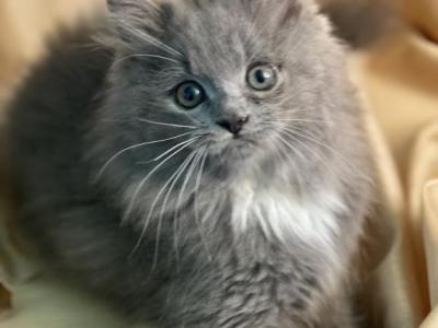 Freya - Himalayan - Gallery Photo #1