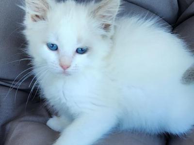 Bella - Ragdoll - Gallery Photo #1