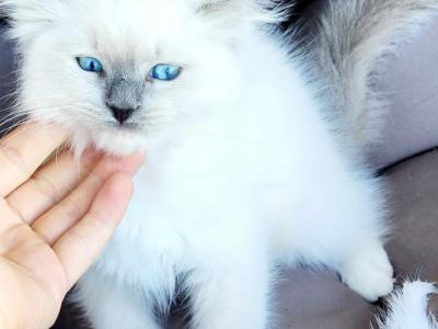 Ragdoll Kitten - Ragdoll - Gallery Photo #1