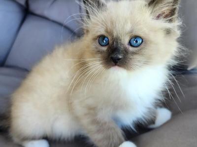 Seal Point Mitted Female And Males - Ragdoll - Gallery Photo #1