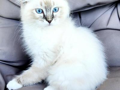 Females And Males RAGDOLL Kittens - Ragdoll - Gallery Photo #1