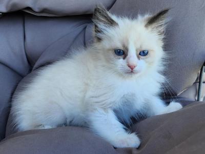 Male RAGDOLL Kitten - Ragdoll - Gallery Photo #1