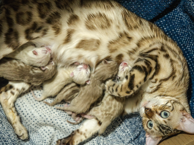 Khaleesis Babies - Bengal - Gallery Photo #1