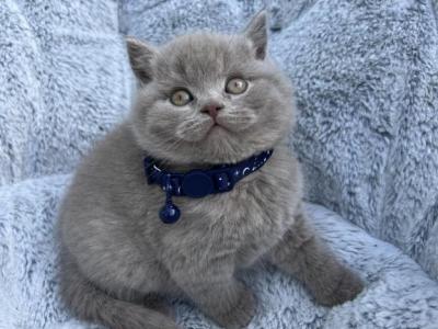 Kris - British Shorthair - Gallery Photo #1