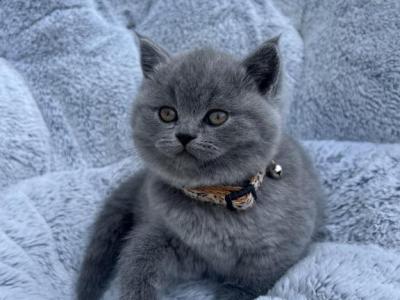 Kerry - British Shorthair - Gallery Photo #1