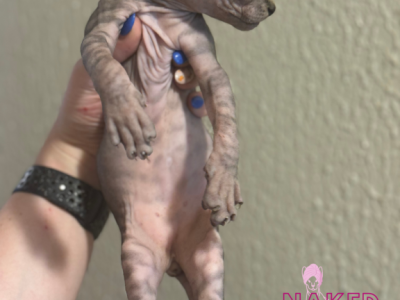 Salem The Sphynx - Sphynx - Gallery Photo #1