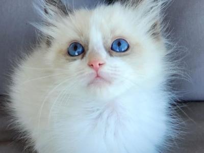 Blue Point Mitted Ragdoll - Ragdoll - Gallery Photo #1