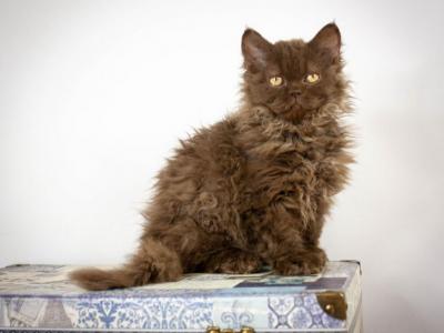Griffith - Selkirk Rex - Gallery Photo #1