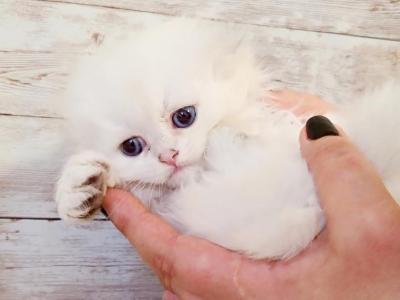 Scottish Fold Longhaired Baby Face Kitten - British Shorthair - Gallery Photo #1