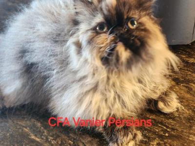 CFA Vanier's Truffles - Persian - Gallery Photo #1