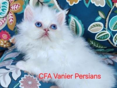 CFA Vanier's Ole' Blue Eyes - Persian - Gallery Photo #1