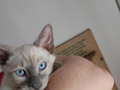 Romeo - Siamese - Gallery Photo #1