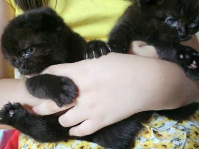 Bear - Scottish Fold - Gallery Photo #1