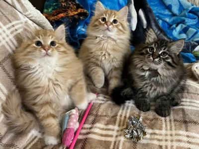 FirCountry Siberians - Siberian - Gallery Photo #1