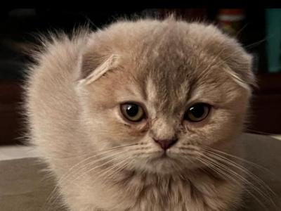 Gucci - Scottish Fold - Gallery Photo #1