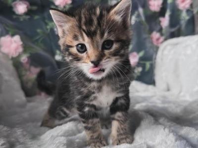 Bengal X Scottish Fold Kittens For Sale - Bengal - Gallery Photo #1