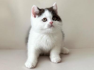 Available Playful Quality Kittens - British Shorthair - Gallery Photo #1