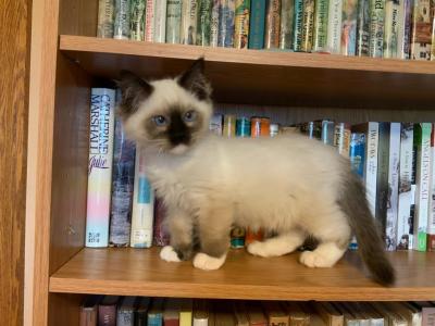 Mike - Ragdoll - Gallery Photo #1