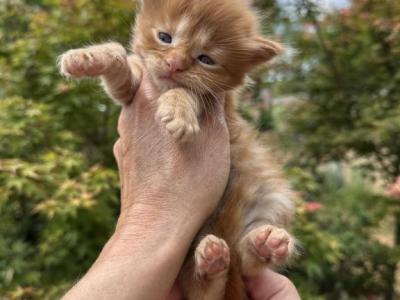 Nikita - Maine Coon - Gallery Photo #1