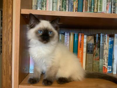 Coco - Ragdoll - Gallery Photo #1