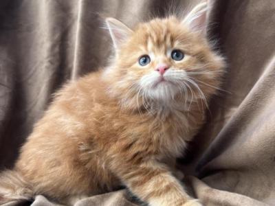 Midas - Maine Coon - Gallery Photo #1