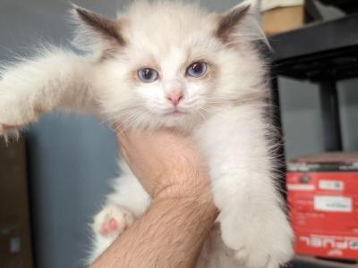 Ragnor Seal  Bi Color Ragdoll - Ragdoll - Gallery Photo #1