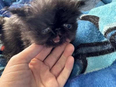 Sugars Babies - Persian - Gallery Photo #1