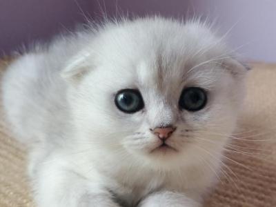 Oscar - Scottish Fold - Gallery Photo #1