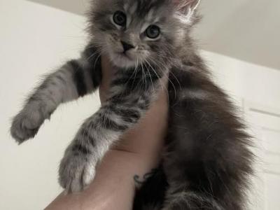 Mainecoons Babies Ready Now - Maine Coon - Gallery Photo #1
